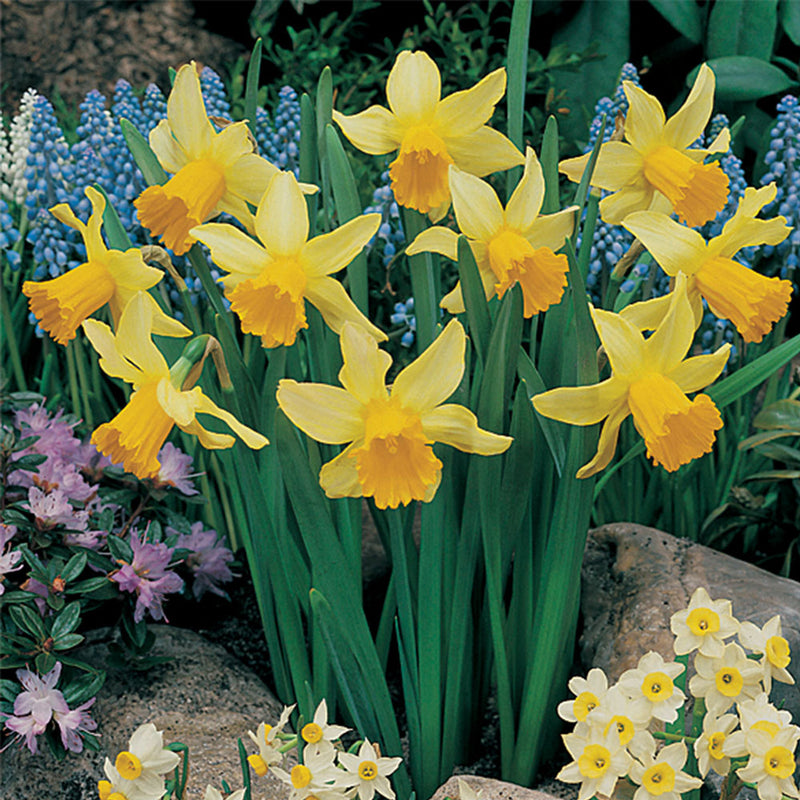 Daffodil Narcissus 'February Gold' (20 Pack)