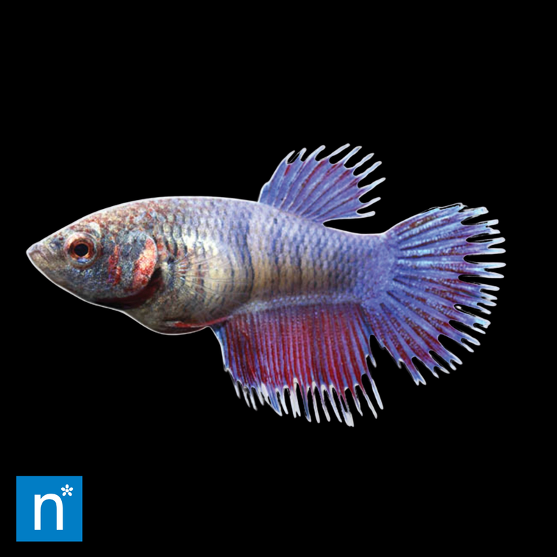 Female Crowntail Betta | Betta splendens