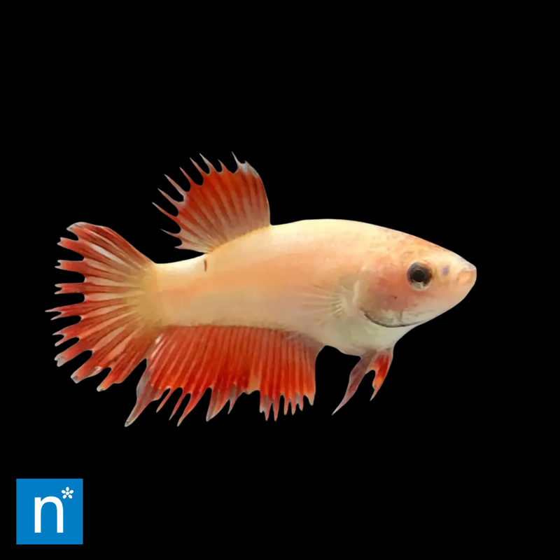 Female Crowntail Betta | Betta splendens