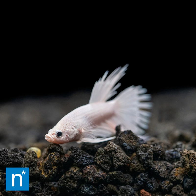 Female Crowntail Betta | Betta splendens
