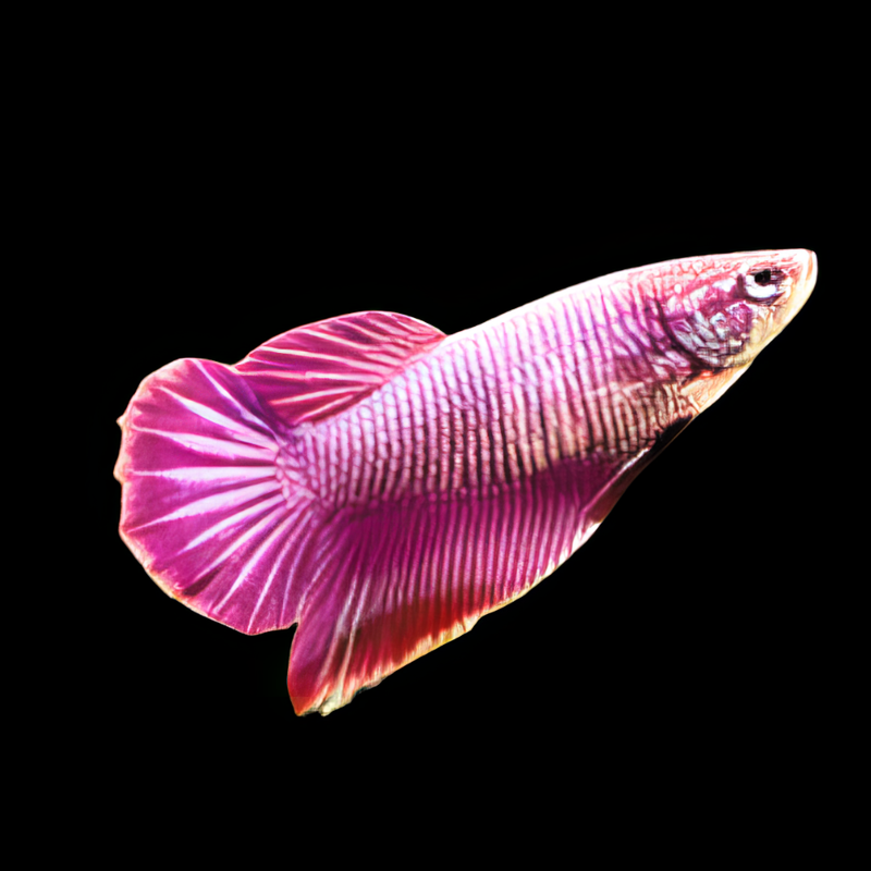 Female Dragon Betta | Betta splendens
