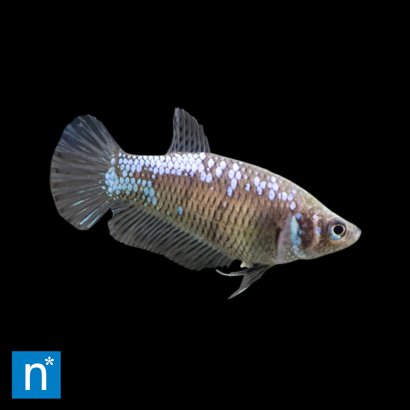 Female Dragon Betta | Betta splendens