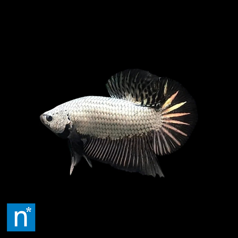 Female Dragon Betta | Betta splendens
