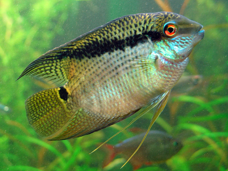 Festivum Cichlid M-ML