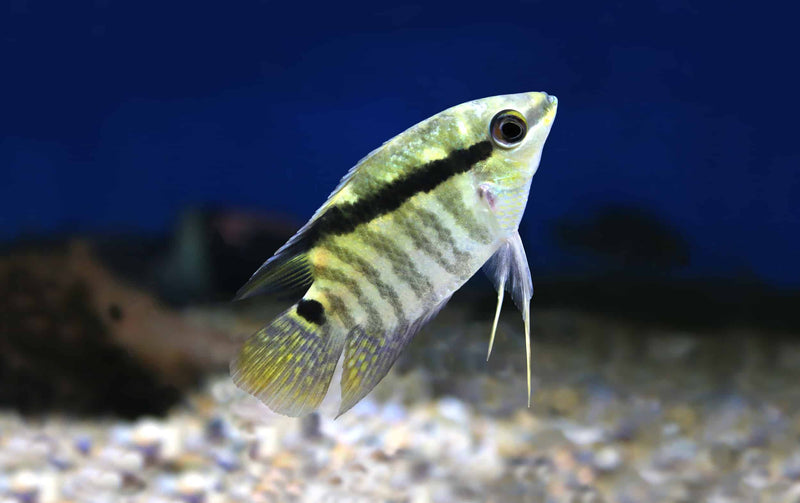Festivum Cichlid M-ML