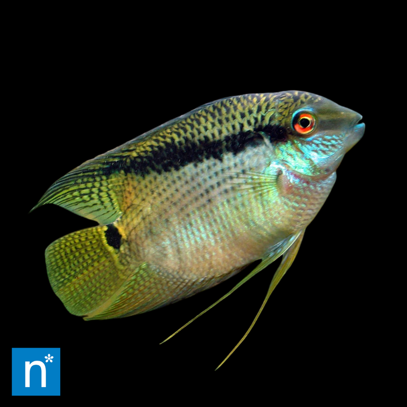 Festivum Cichlid | Mesonauta festivus