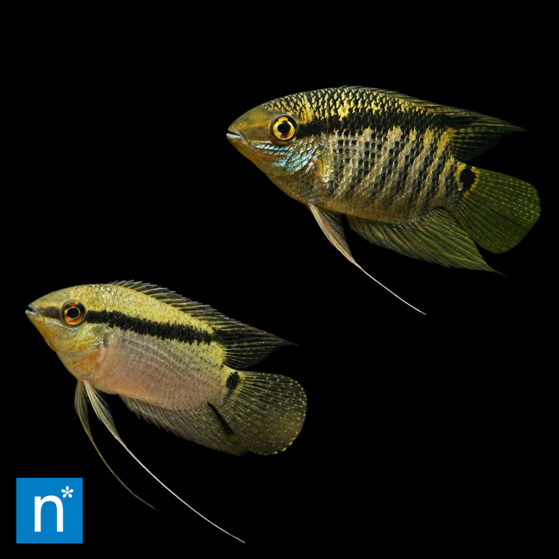 Festivum Cichlid | Mesonauta festivus