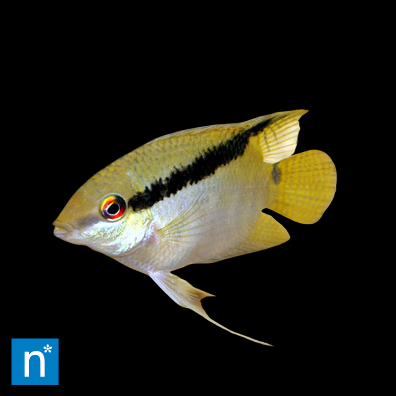 Festivum Cichlid | Mesonauta festivus