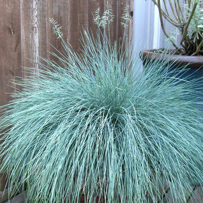 Festuca Glauca 'Intense Blue' (2 Litre)