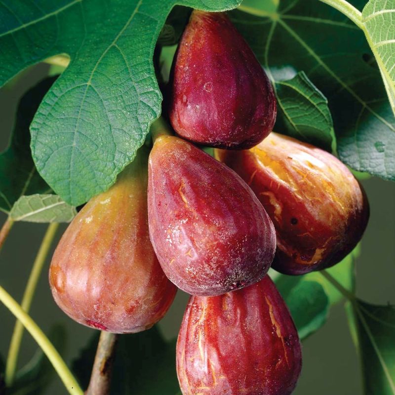 Ficus carica Brown Turkey fig tree with lobed green leaves