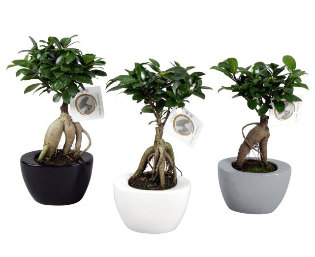 Ficus microcarpa 'Ginseng' 14 cm ceramic pot