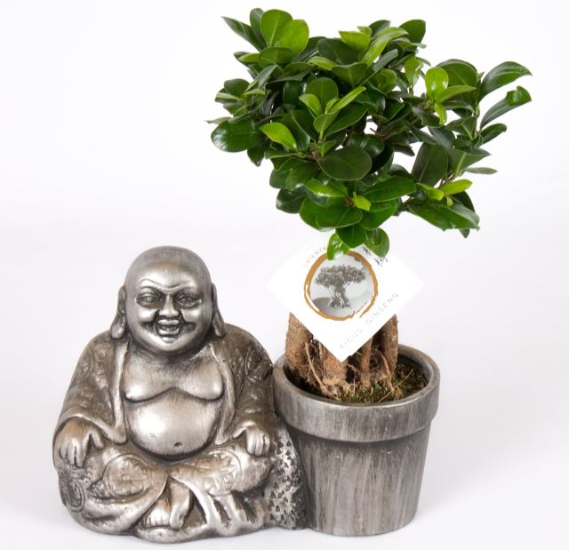 Ficus microcarpa 'Ginseng' Bonsai Tree in Ceramic Buddha Planter 40cm Height
