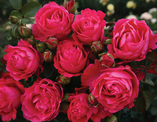 Fiji Hybrid Tea Rose 3.5 Litre