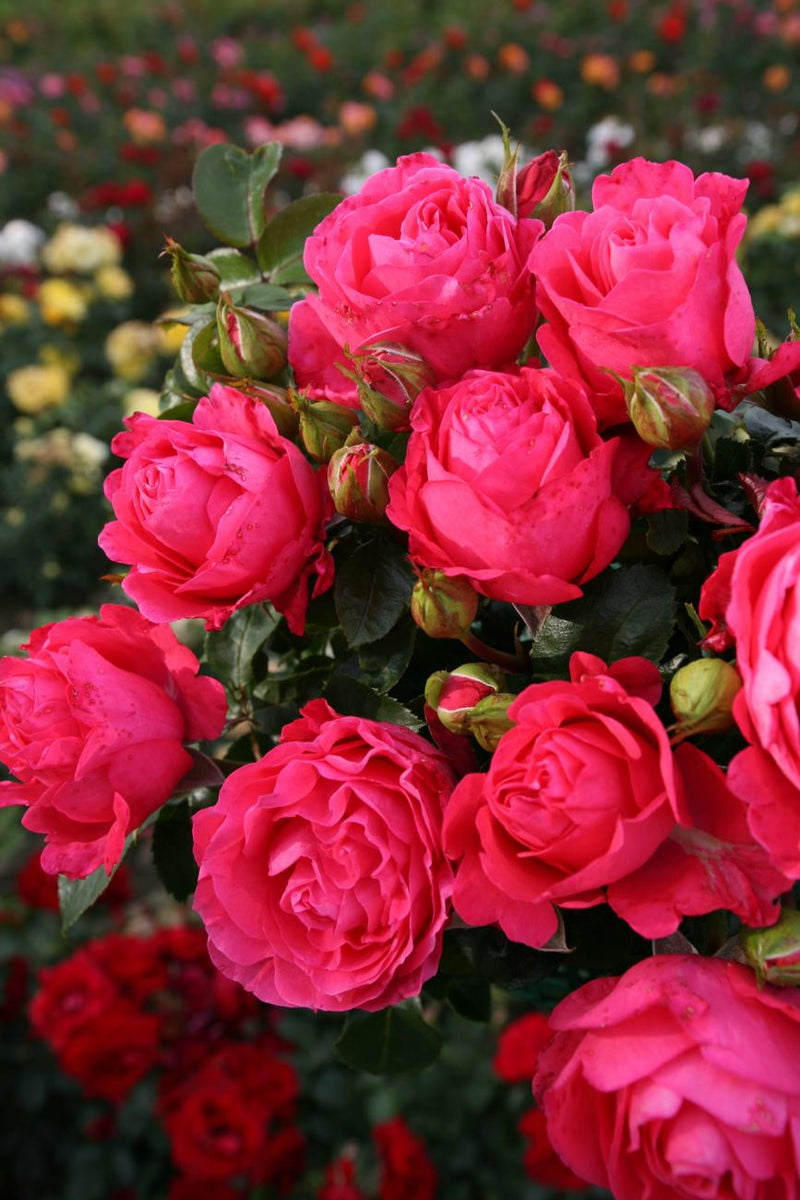 Fiji Hybrid Tea Rose 3.5 Litre
