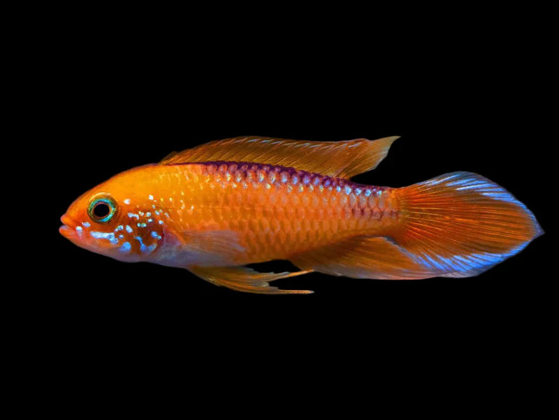 Fire Red Agassiz Dwarf Cichlid | Apistogramma agassizi  3-4cm