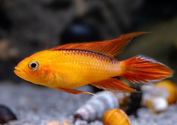 Fire Red Agassiz Dwarf Cichlid | Apistogramma agassizi  3-4cm