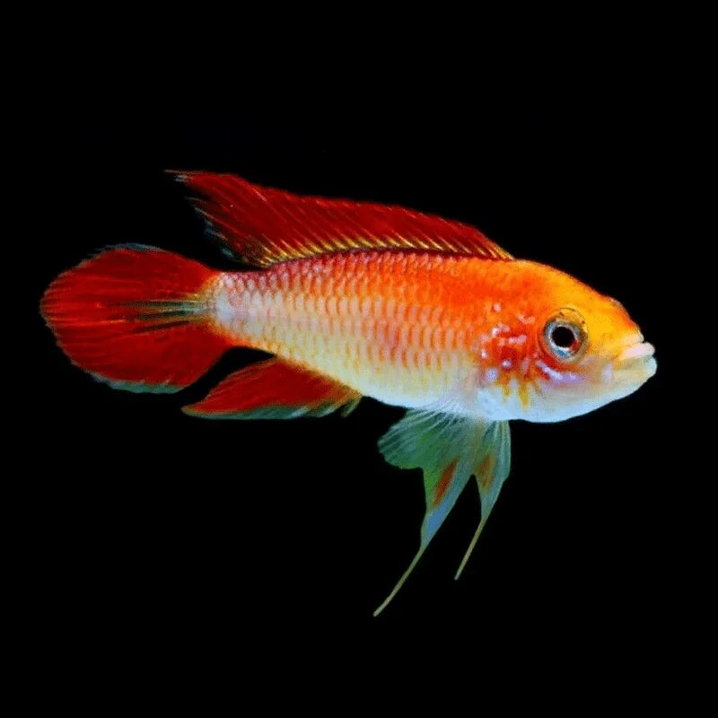 Fire Red Agassiz Dwarf Cichlid | Apistogramma agassizi  3-4cm