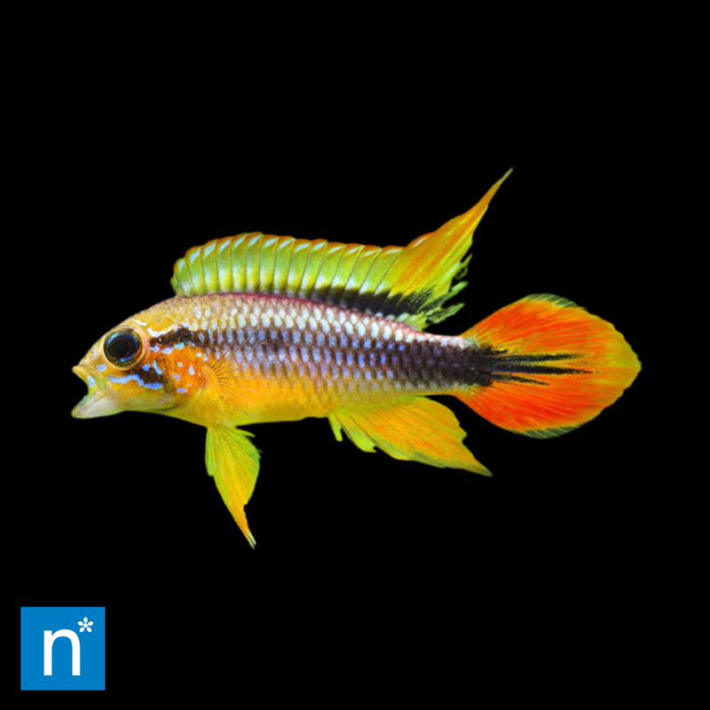 Fire Red Agassiz's Dwarf Cichlid | Apistogramma agassizii