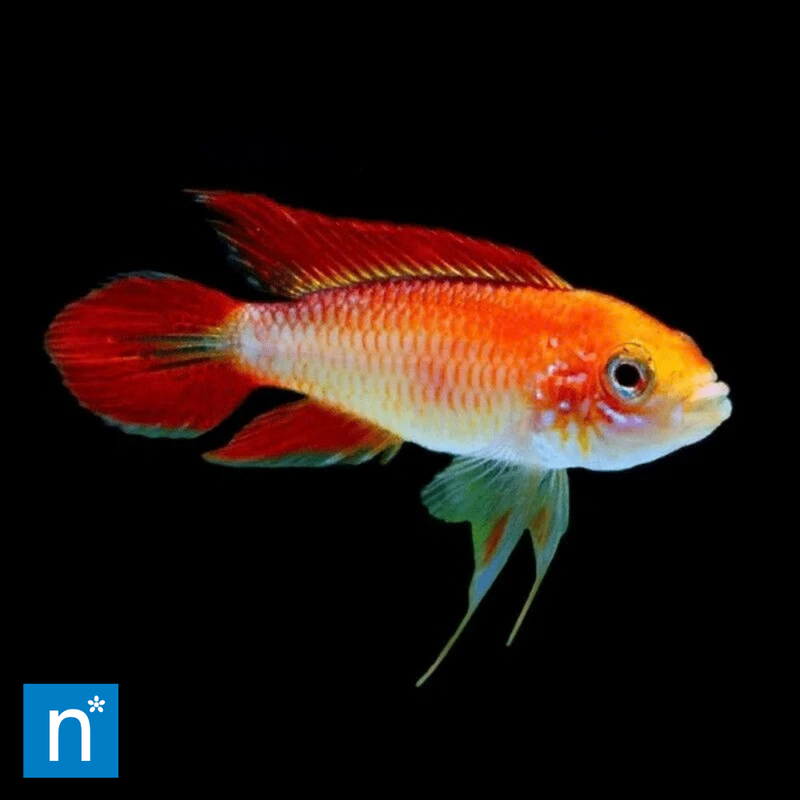 Fire Red Agassiz's Dwarf Cichlid | Apistogramma agassizii