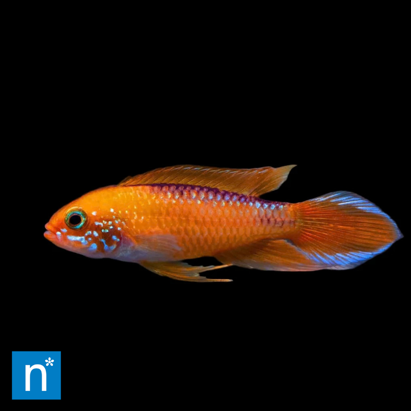 Fire Red Agassiz's Dwarf Cichlid | Apistogramma agassizii