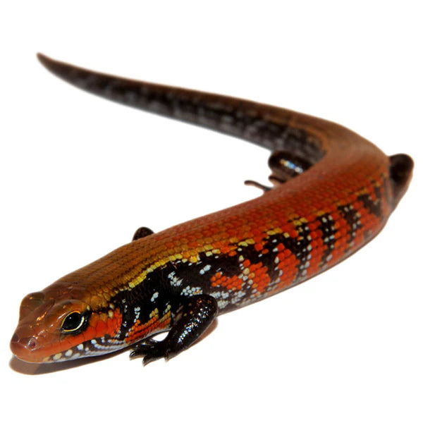 Fire Skink