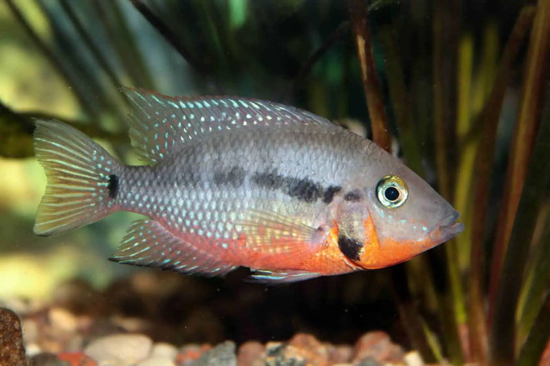 Firemouth Cichlid(M)