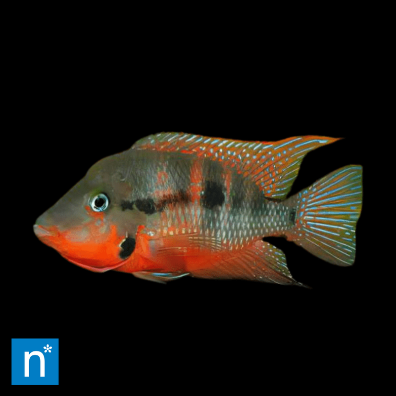 Firemouth Cichlid | Thorichthys meeki