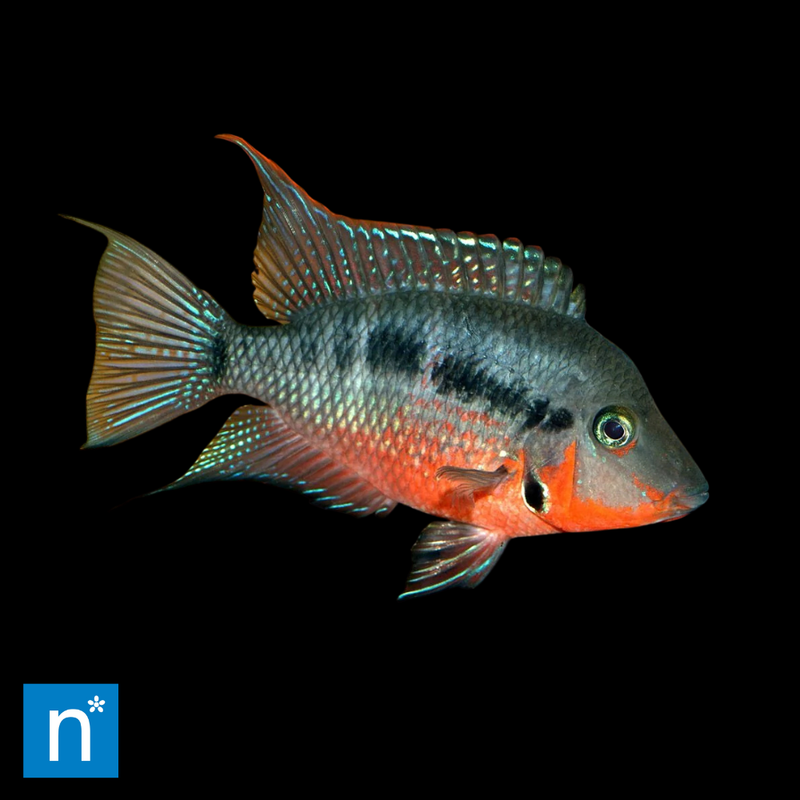 Firemouth Cichlid | Thorichthys meeki