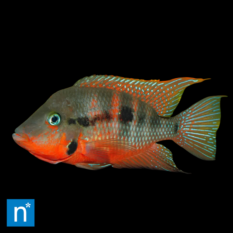 Firemouth Cichlid | Thorichthys meeki
