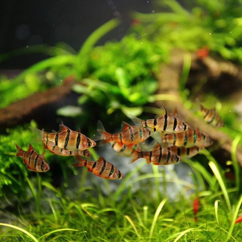 Five-Banded Barb | Desmopuntius pentazona