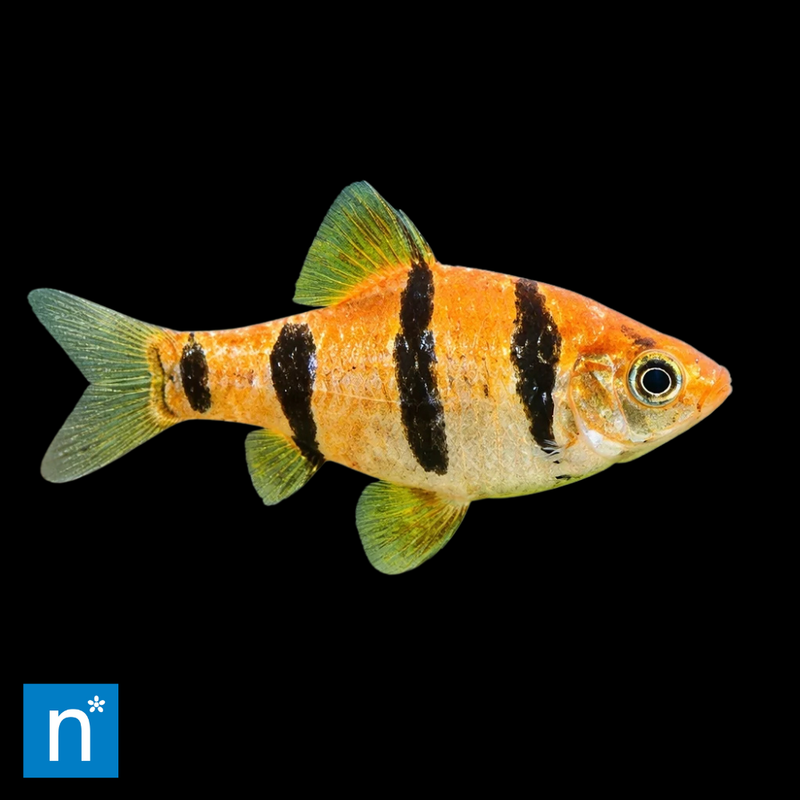 Five-Banded Barb | Desmopuntius pentazona