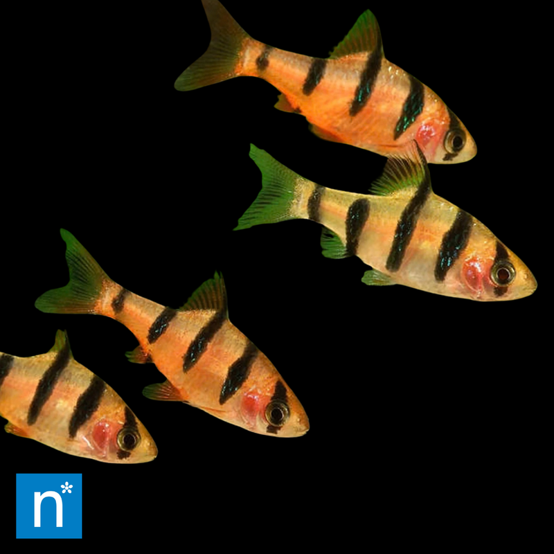 Five-Banded Barb | Desmopuntius pentazona