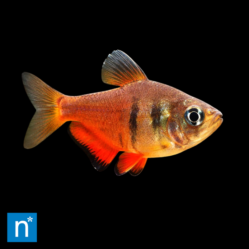 Flame Tetra | Hyphessobrycon flammeus