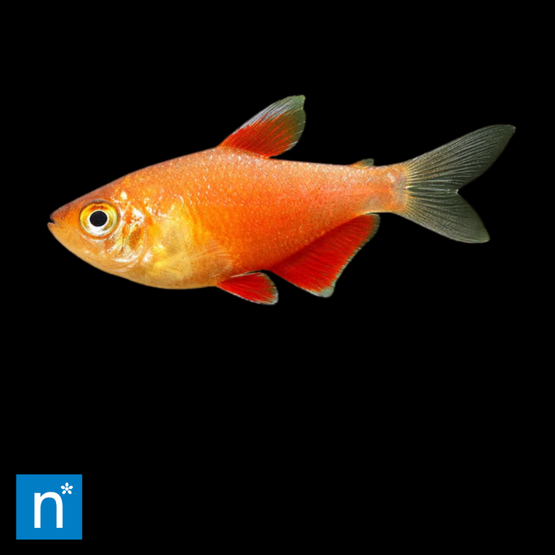 Flame Tetra | Hyphessobrycon flammeus