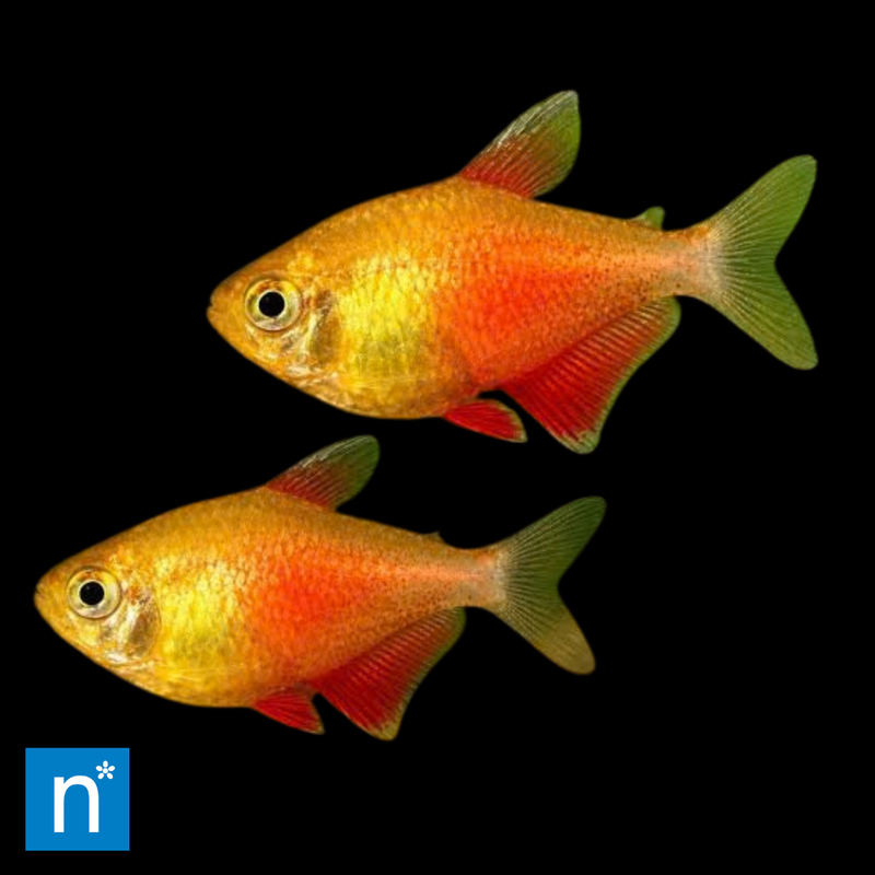 Flame Tetra | Hyphessobrycon flammeus
