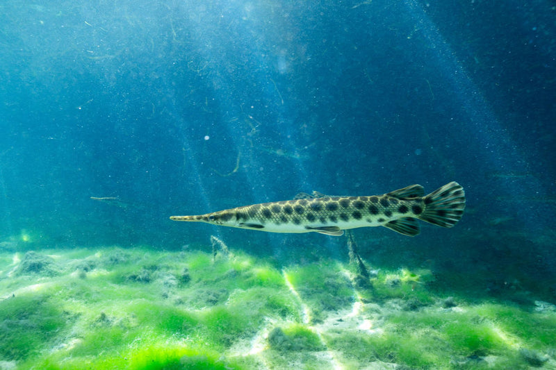 Florida Gar Fish