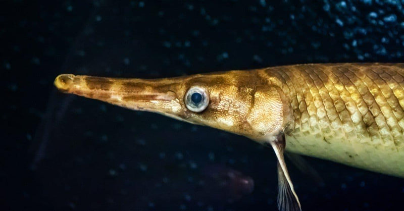 Florida Gar Fish