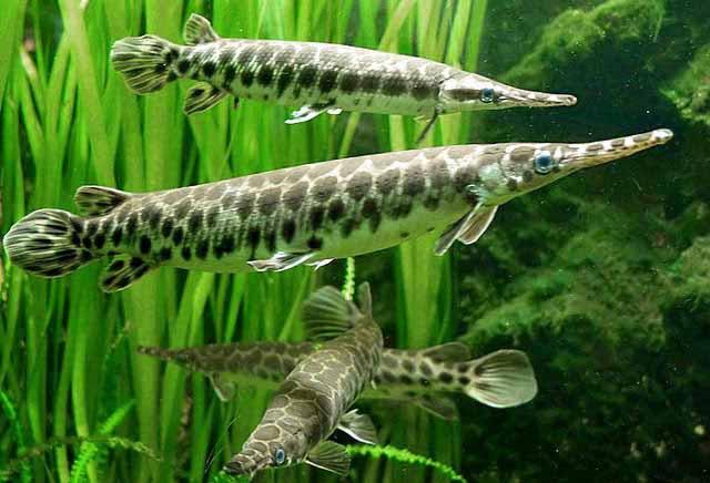 Florida Gar Fish