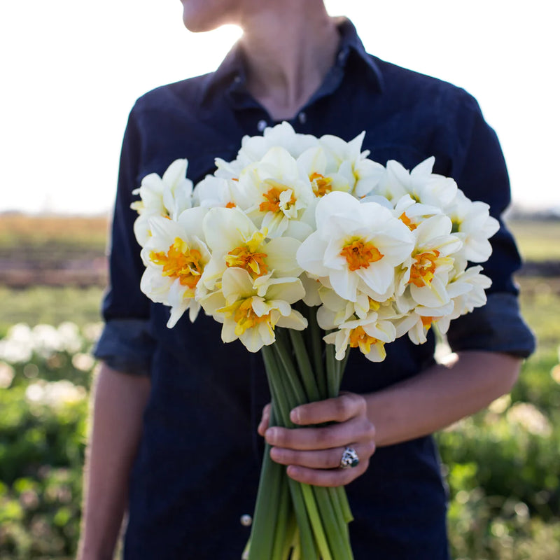 Daffodil Narcissus 'Flower Drift' (5 Pack)