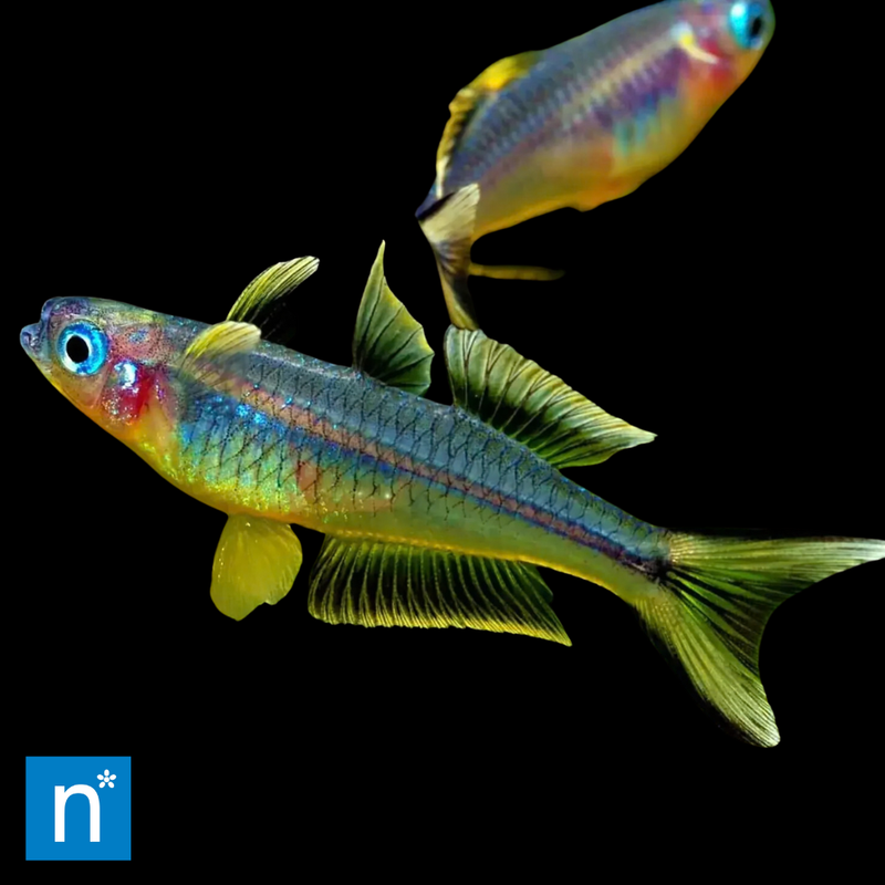 Forktail Rainbowfish | Pseudomugil furcatus Med