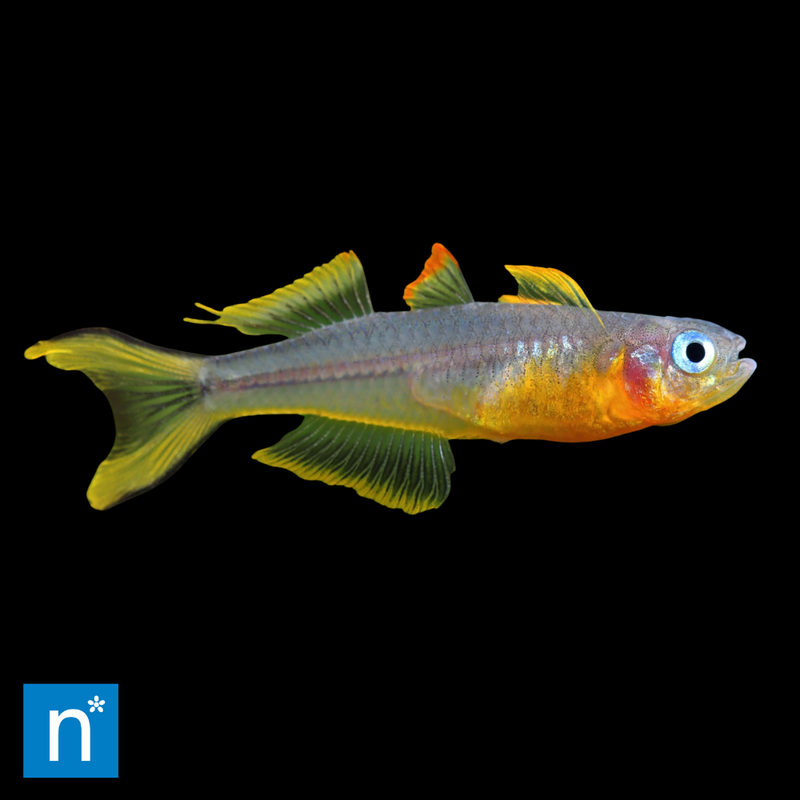 Forktail Rainbowfish | Pseudomugil furcatus Med