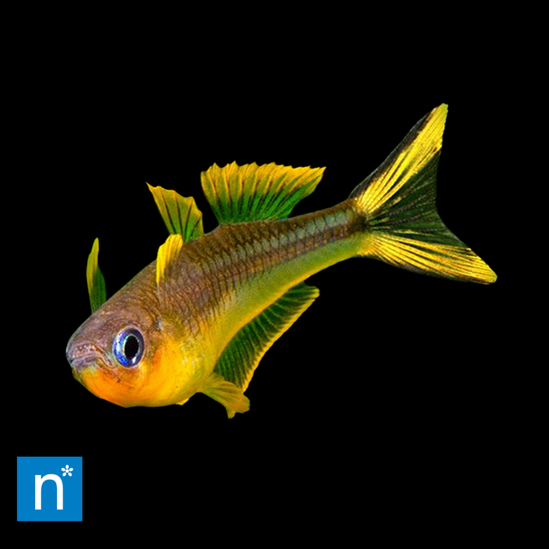 Forktail Rainbowfish | Pseudomugil furcatus Med