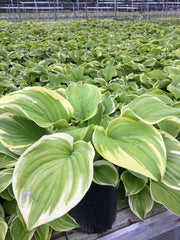 Hosta ‘Fragrant Bouquet’ showing its foliage