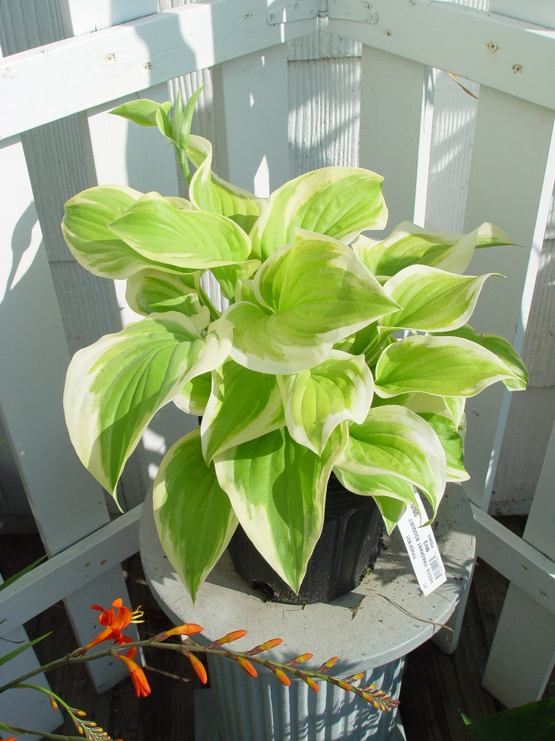 Hosta ‘Fragrant Bouquet’ showing the plant's mature form
