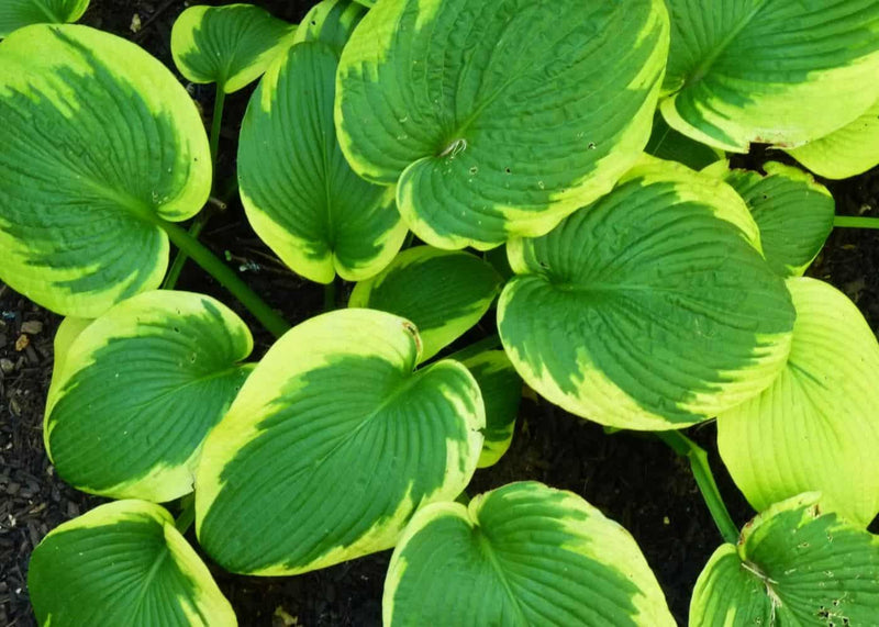 Hosta 'Frances Williams' (3 Litre)