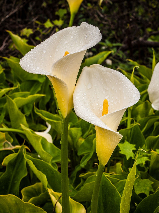 Arum Lily | Zantedeschia Aethiopica 2 Litre