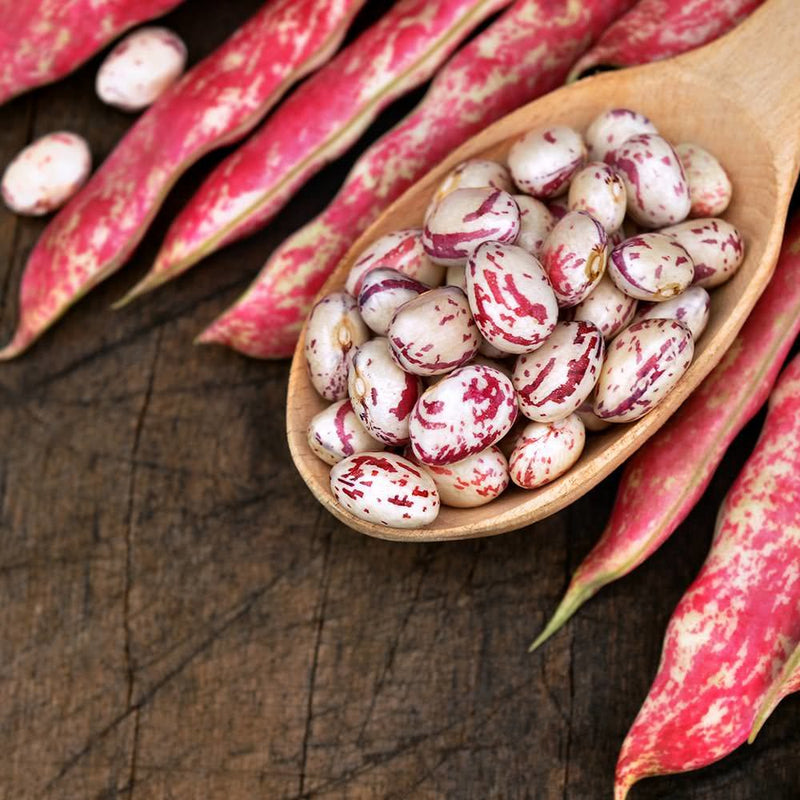 Climbing Bean 'Firetongue'