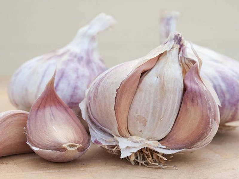 French Garlic Germidour (2 Bulbs Per Pack)