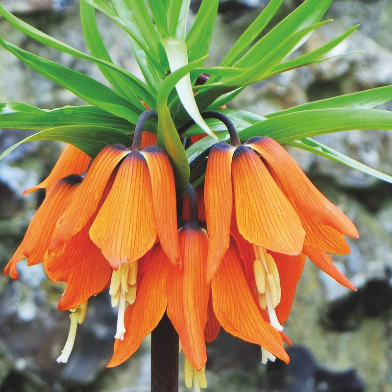 Fritillaria Imperialis 'Orange Beauty' (1 per Pack)