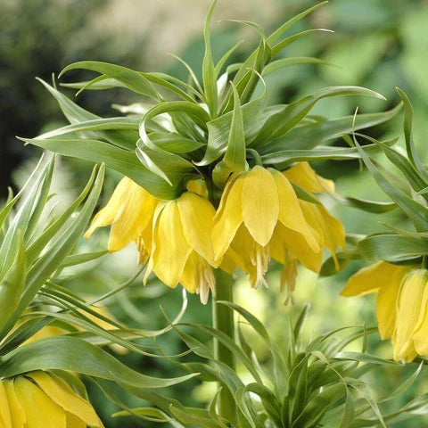 Fritillaria imperialis Lutea